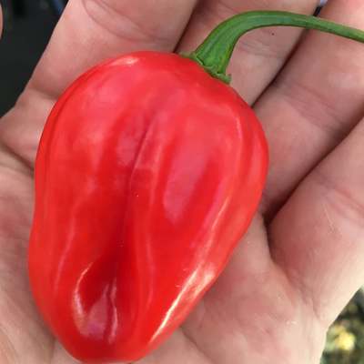 Venezualan tiger chile heirloom pepper premium seed packet