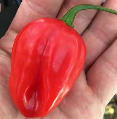 Venezualan Tiger Chile Heirloom Pepper Premium Seed Packet