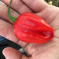 Venezualan Tiger Chile Heirloom Pepper Premium Seed Packet - Thumbnail 1