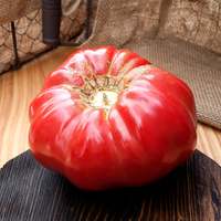 Pink Brandywine Sudduths Strain Beefsteak Heirloom Tomato Premium Seed Packet - Thumbnail 1