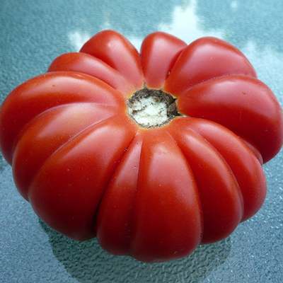 Costoluto genovese heirloom tomato premium seed packet