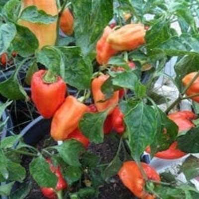 Pcr paprika sweet pepper premium seed packet + more