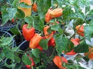 PCR Paprika Sweet Pepper Premium Seed Packet + More