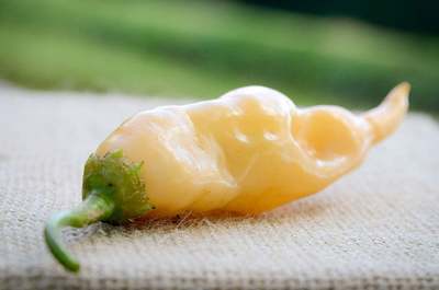 Sugar Rush Malawi Piquante Heirloom Pepper Premium Seed Packet + More