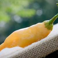 Sugar Rush Malawi Piquante Heirloom Pepper Premium Seed Packet + More - Thumbnail 1