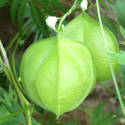 Love in a puff ballon vine heartseed premium seed packet