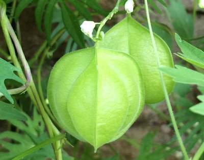 Love in a Puff Ballon Vine Heartseed Premium Seed Packet