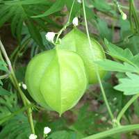 Love in a Puff Ballon Vine Heartseed Premium Seed Packet - Thumbnail 1