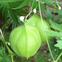 Love in a Puff Ballon Vine Heartseed Premium Seed Packet - Thumbnail 2