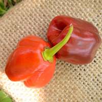 Red Dawn CGN 21500 Hot Pepper Premium Seed Packet + More - Thumbnail 1