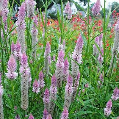 Flamingo Feather Celosia Dried Flower Premium Seed Packet