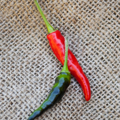 Goats weed chile heirloom pepper premium seed packet