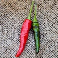 Goats Weed Chile Heirloom Pepper Premium Seed Packet - Thumbnail 1