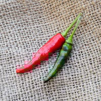 Goats Weed Chile Heirloom Pepper Premium Seed Packet - Thumbnail 2