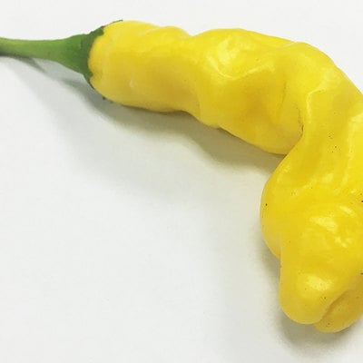 Yellow peter chili willy heirloom pepper premium seed packet + more