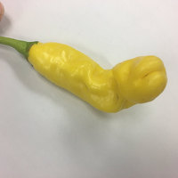 Yellow Peter Chili Willy Heirloom Pepper Premium Seed Packet + More - Thumbnail 1