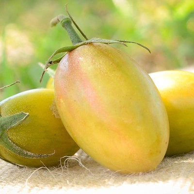 Green tiger blush striped small plum heirloom tomato premium seed packet