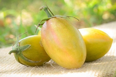 Green Tiger Blush Striped Small Plum Heirloom Tomato Premium Seed Packet