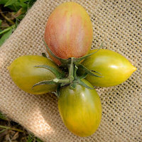 Green Tiger Blush Striped Small Plum Heirloom Tomato Premium Seed Packet - Thumbnail 1