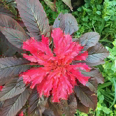 Joseph's coat amaranthus "molten fire" amaranth summer poinsettia premium seed packet
