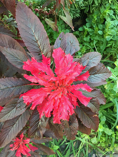 Joseph's Coat Amaranthus "Molten Fire" Amaranth Summer Poinsettia Premium Seed Packet