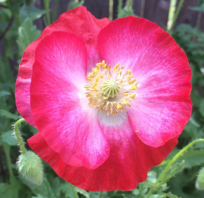 Texas Corn Poppy Poppies Mix Papaver Rhoeas Premium Seed Packet