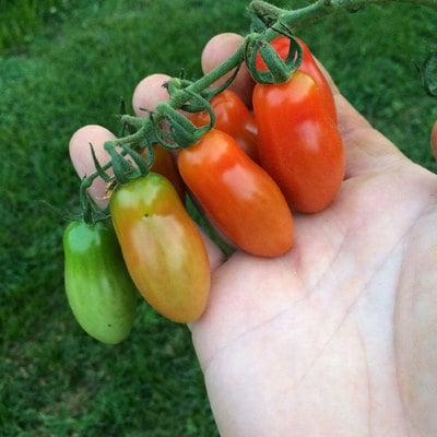 Baby san marzano heirloom tomato premium seed packet