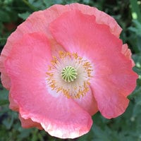 Texas Corn Poppy Poppies Mix Papaver Rhoeas Premium Seed Packet - Thumbnail 2