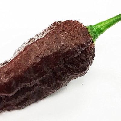 Big black mama pepper premium seed packet