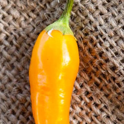 Aji habanero heirloom pepper premium seed packet