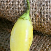 Aji Habanero Heirloom Pepper Premium Seed Packet - Thumbnail 1