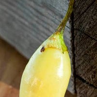 Aji Habanero Heirloom Pepper Premium Seed Packet - Thumbnail 3