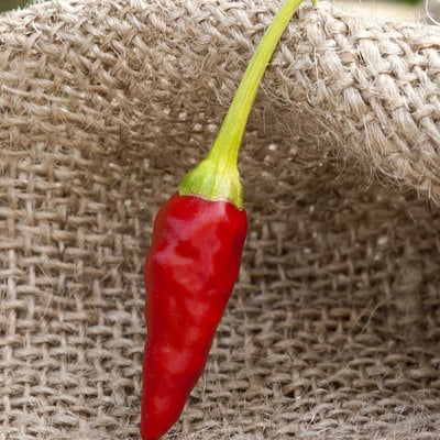 African pequin birds eye heirloom pepper premium seed packet