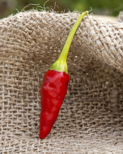 African Pequin Birds Eye Heirloom Pepper Premium Seed Packet