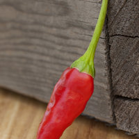 African Pequin Birds Eye Heirloom Pepper Premium Seed Packet - Thumbnail 1