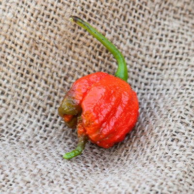 Carolina reaper hp22b pepper premium seed packet the hottest in the world