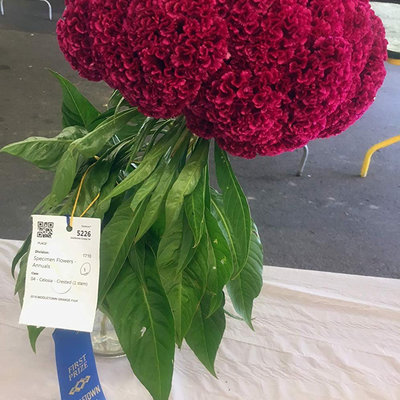 Giant red celosia cockscomb from monticello premium seed packet