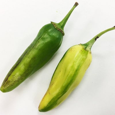 Fish pepper premium seed packet