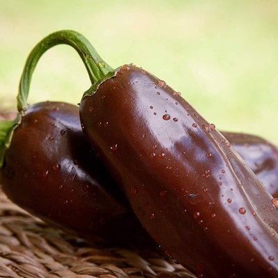 Brown jalapeno pepper premium seed packet record hottest in the world + more