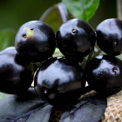 Black pearl hot pepper premium seed packet + more
