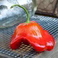 Bishops Crown Peri Peri Chile Heirloom Pepper Premium Seed Packet - Thumbnail 1