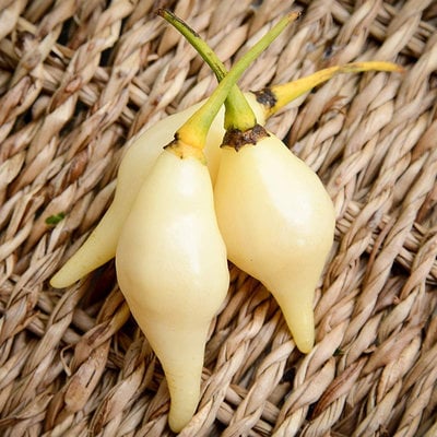 White biquinho chupetinho heirloom pepper premium seed packet