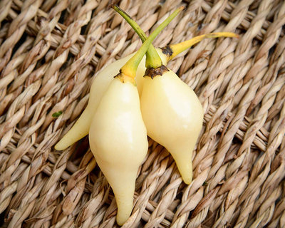 White Biquinho Chupetinho Heirloom Pepper Premium Seed Packet