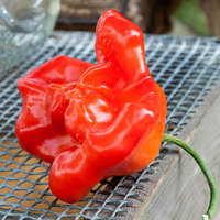 Bishops Crown Peri Peri Chile Heirloom Pepper Premium Seed Packet - Thumbnail 2