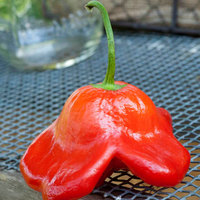 Bishops Crown Peri Peri Chile Heirloom Pepper Premium Seed Packet - Thumbnail 3