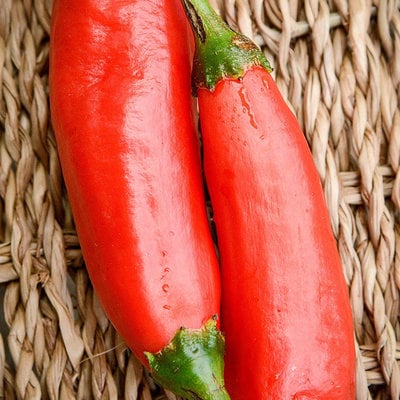 Aji colorado peruvian heirloom pepper premium seed packet