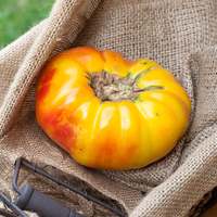 Hawaiian Pineapple Heirloom Tomato Premium Seed Packet - Thumbnail 1