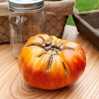 Walters Candy Stripes Heirloom Tomato Premium Seed Packet - Thumbnail 1