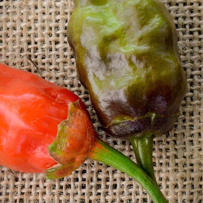 Bbg 7pot mamp purple pepper hot pepper premium seed packet + more