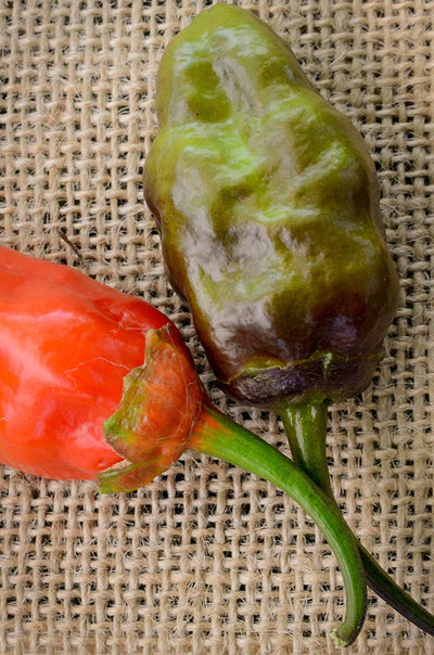 BBG 7Pot MAMP Purple Pepper Hot Pepper Premium Seed Packet + More